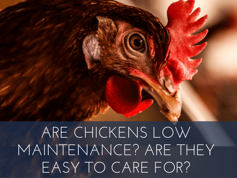 Are chickens low maintenance