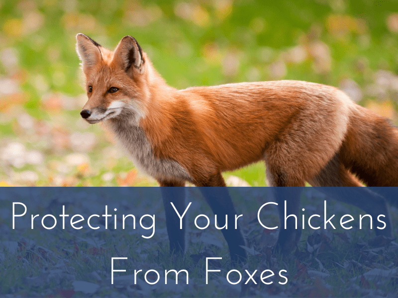 Protecting Your Chickens From Foxes
