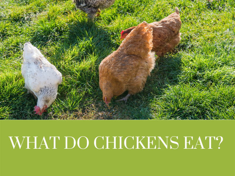What do chickens Eat
