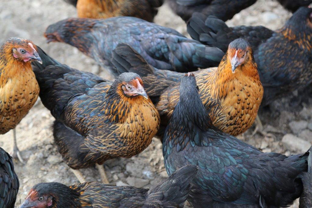 Are chickens low maintenance