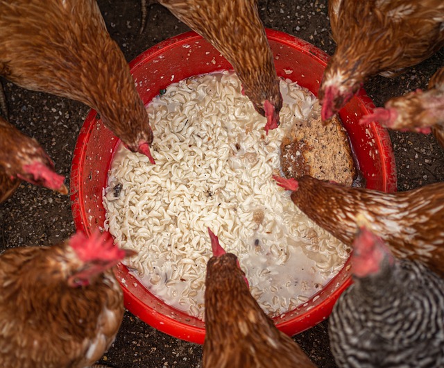 Cooked pasta or stale bread make great treats for chickens