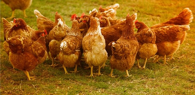 Keeping free range chickens entertained