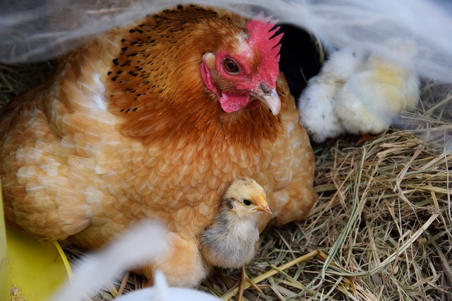 Put hay in their coop for all day entertainment