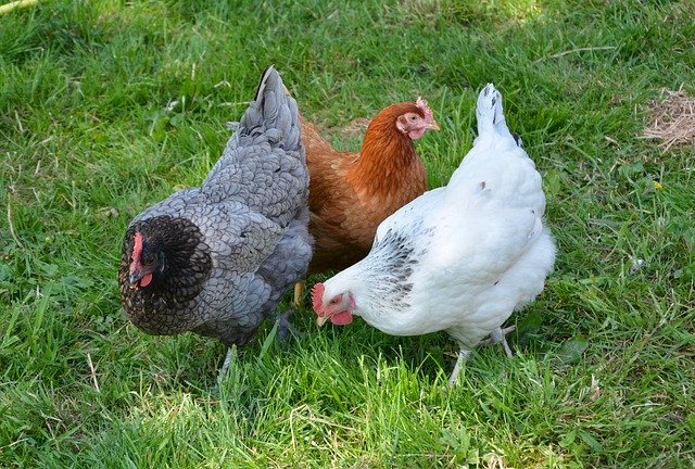 Chickens in the garden