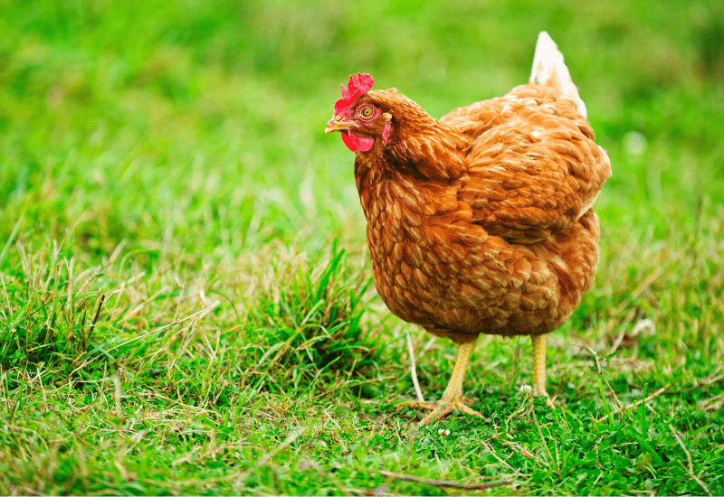 Rhode island red chicken on grass