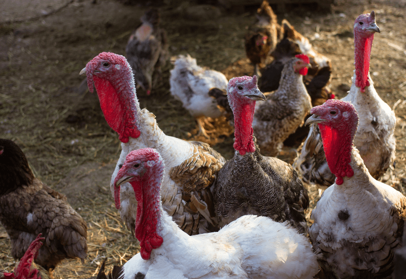 Can you keep chickens and turkeys together