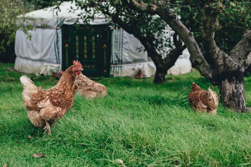 Free Range Chickens Need some type of shelter but it does not have to be a coop
