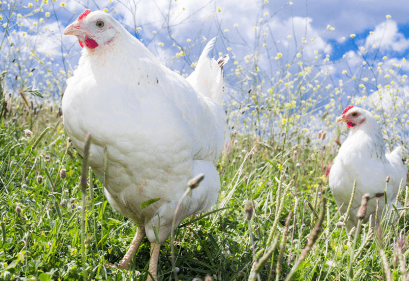 Do Free Range Chickens Need A Coop? Free range chickens in a field