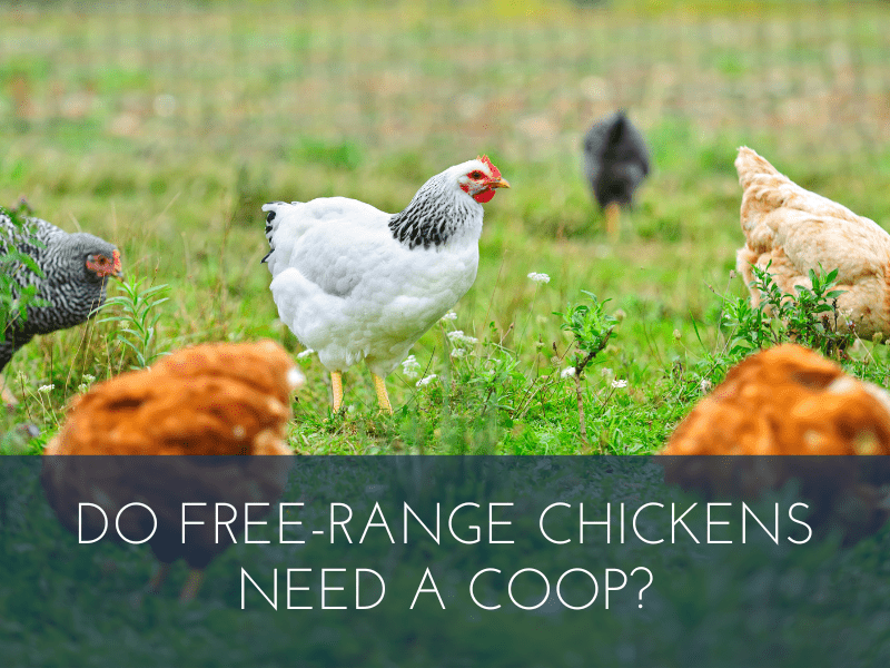 Do Free Range Chickens Need A Coop