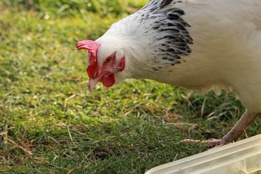 can you eat a egg laying chicken yes you can chicken foraging