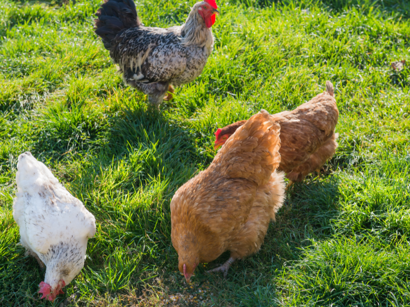 Free range chickens cratching