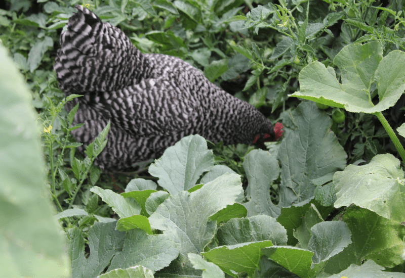chicken foraging in the garden