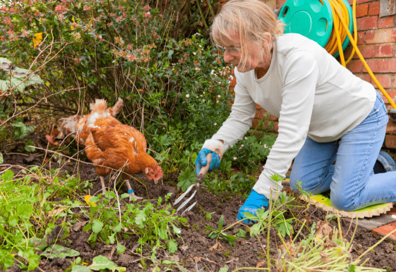 chicken helping to till the soild