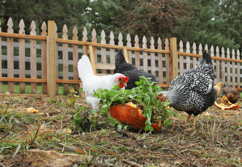 chickens in the garden