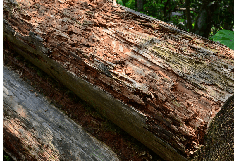 Rotting logs provide hours of entertainment for your chickens