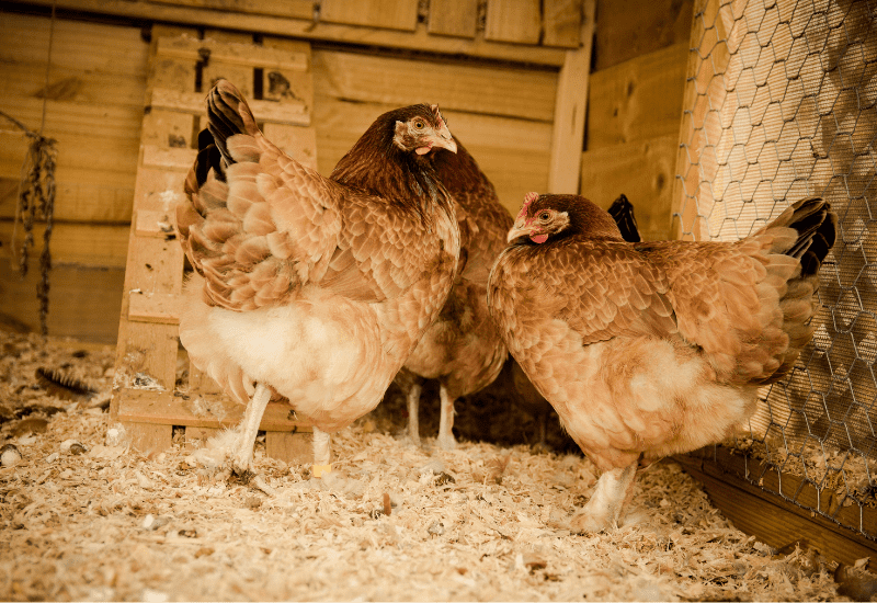 pine shaving are a good litter to use in the coop to help stop bad smells