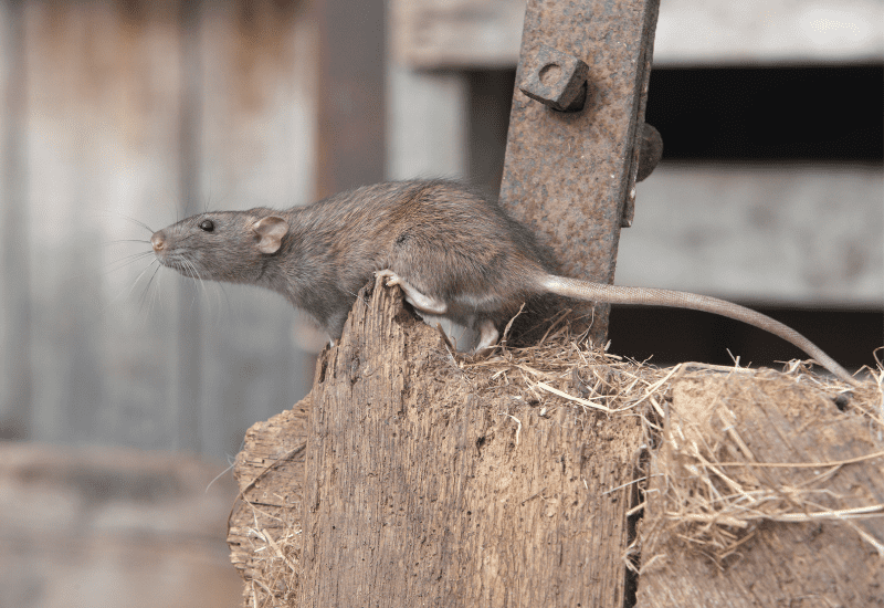 rat on a hay bale