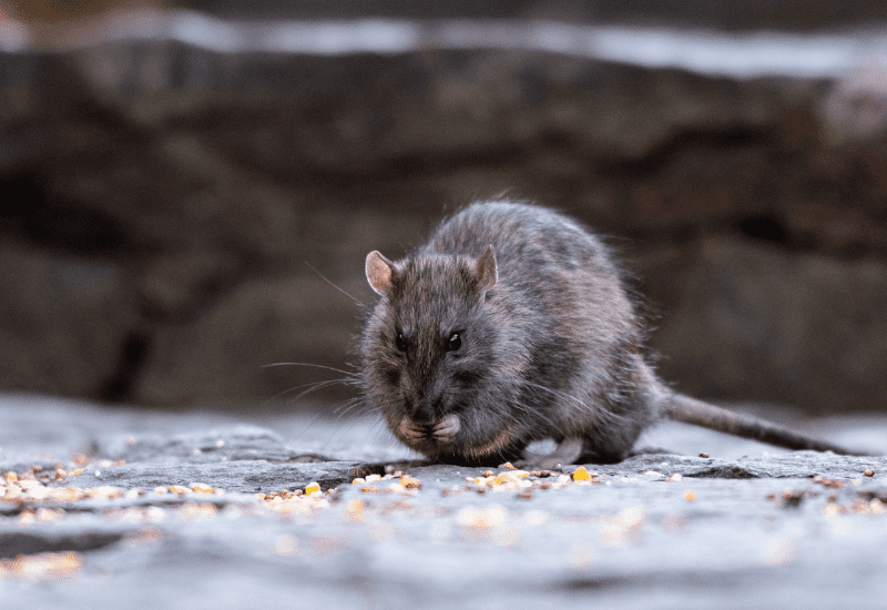 Do Chickens Attract Rats and Mice