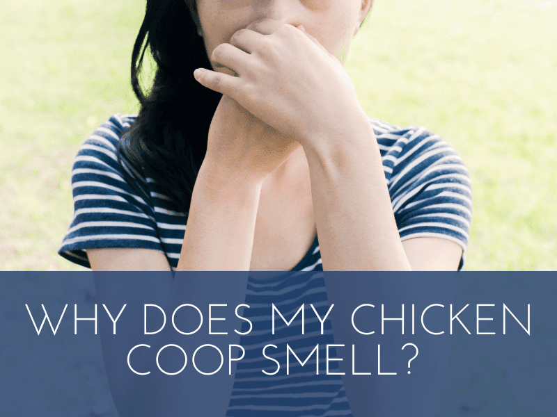 Why Does My Chicken Coop Smell