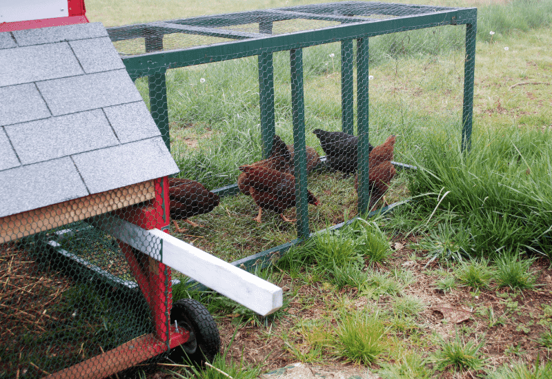 Chicken Tractor with shingled roof