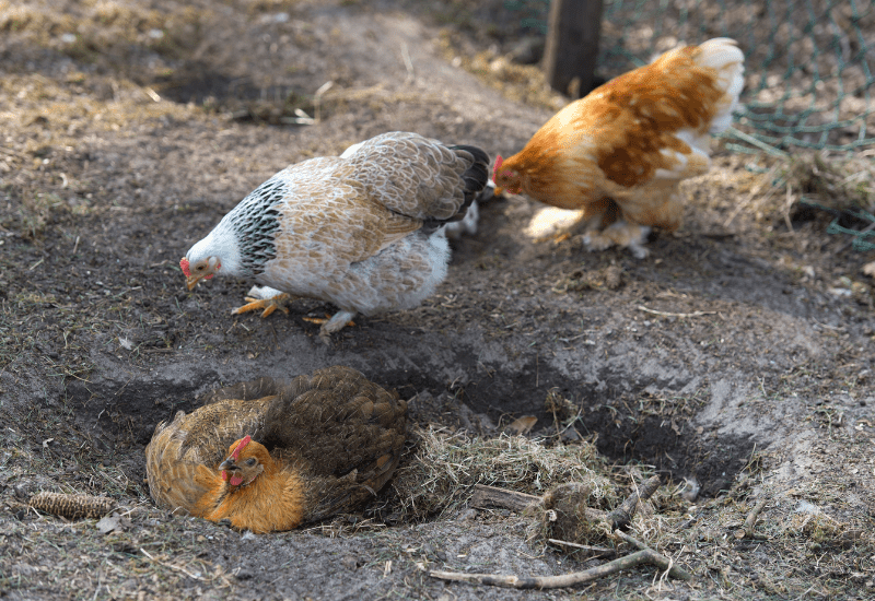 chickens dust bathing
