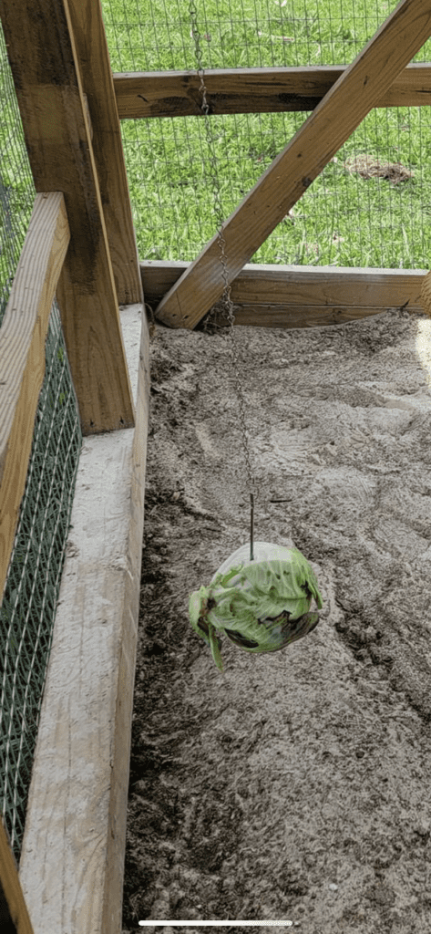 hanging lettuce in coop