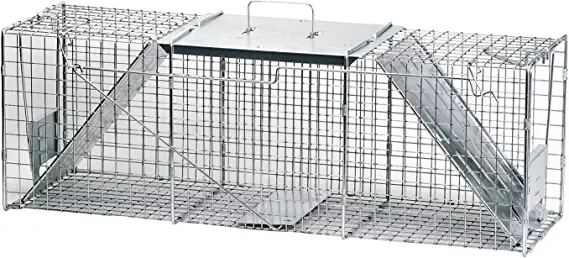 a live predator trap is a great way to keep chickens safe from foxes