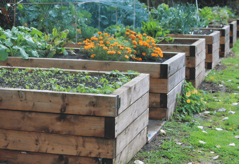 raised garden beds deter chickens from ruining your garden