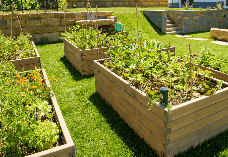 raised vegetable garden