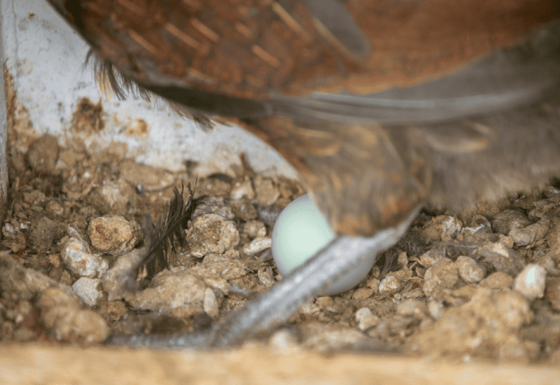 True Ameraucanas lay medium light blue eggs
