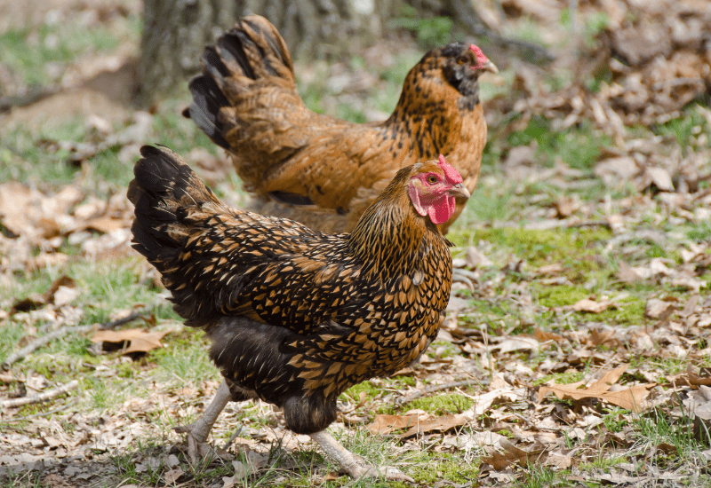 Ameraucana chicken