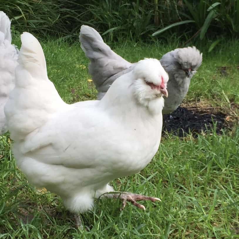Araucana chickens are an heirloom breed