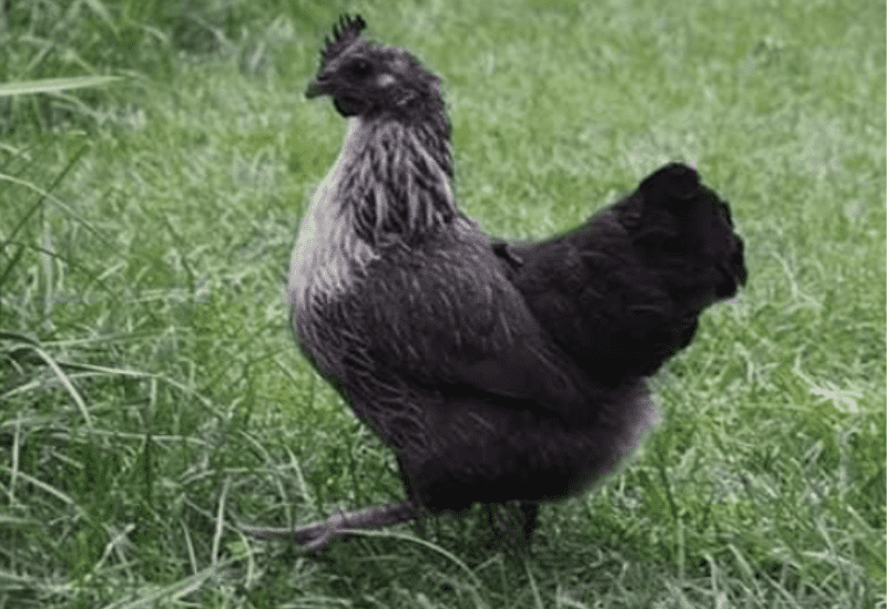 Dongxiang chicken
