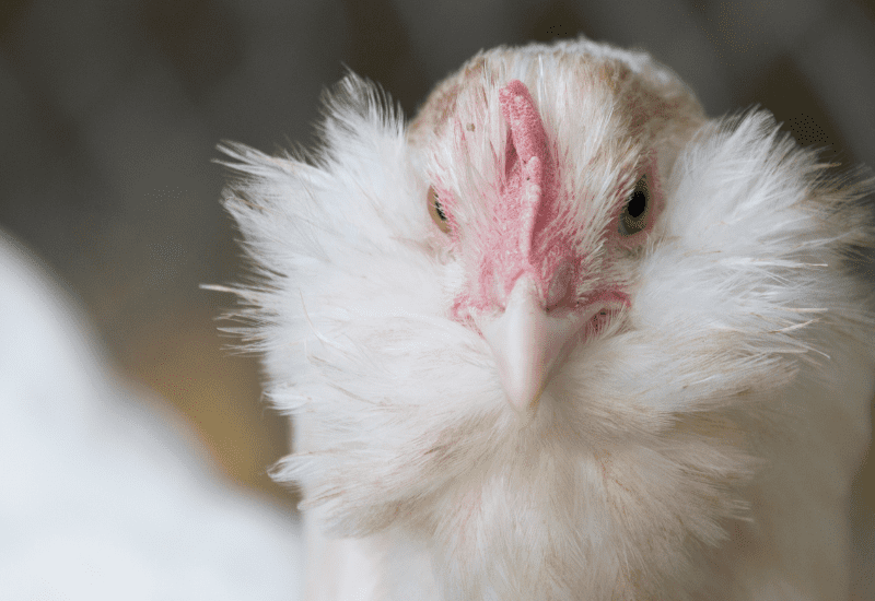 Favaucana