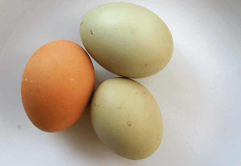 Isbar green eggs
