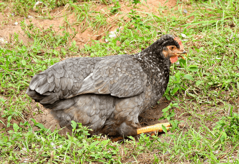 Olive egger hen