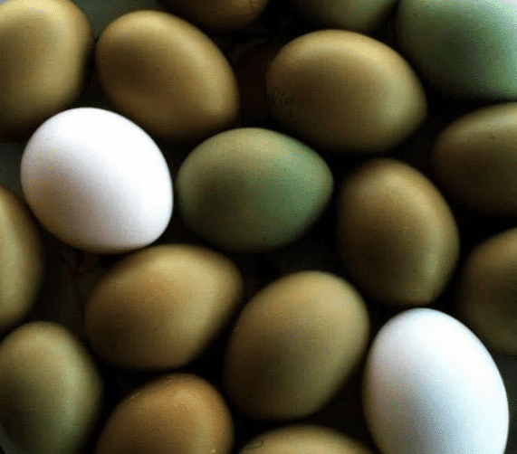 Olive egger eggs with a white egg in for contrast
