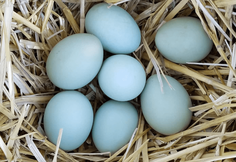 aracuana eggs
