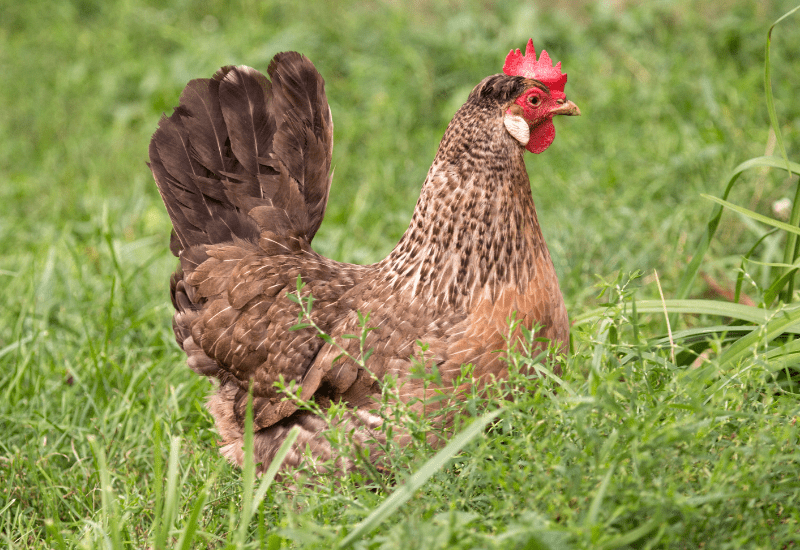 Crested Cream Legbars