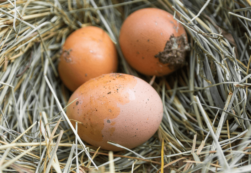 dirty eggs