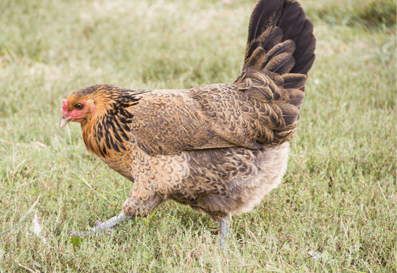 Easter Egger