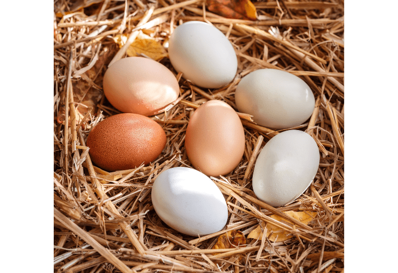 pale eggs
