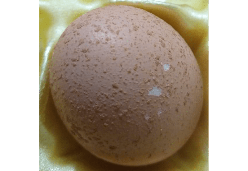 rough egg