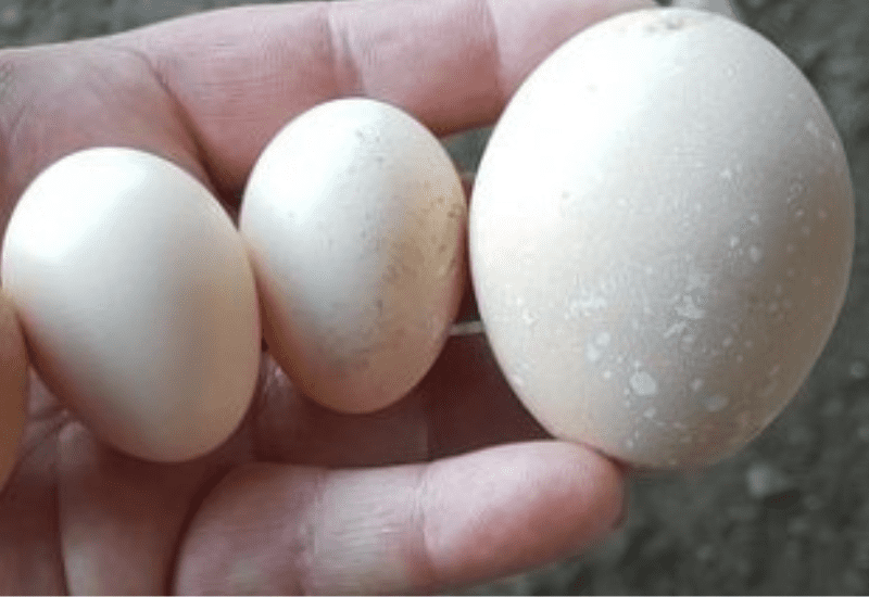 small egg