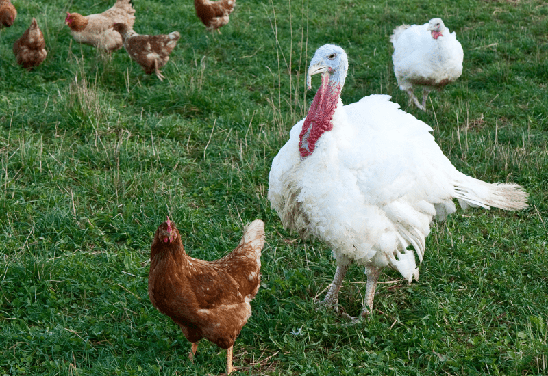 Here is how to raise chickens and turkeys together