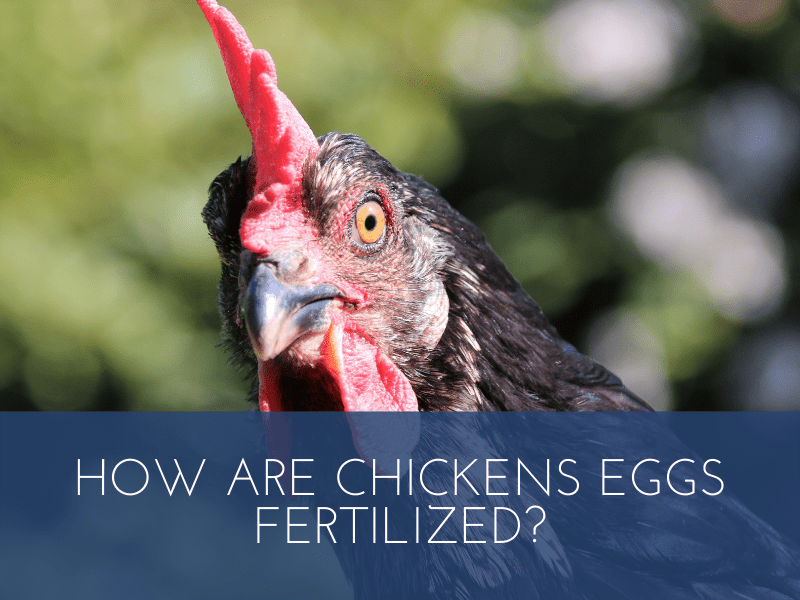 How Are Chickens Eggs Fertilized