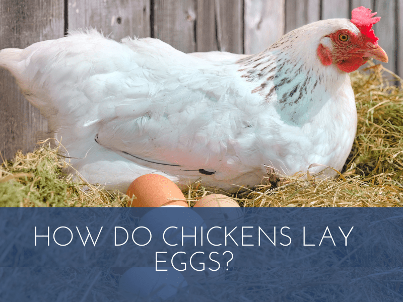 How Do Chickens Lay Eggs