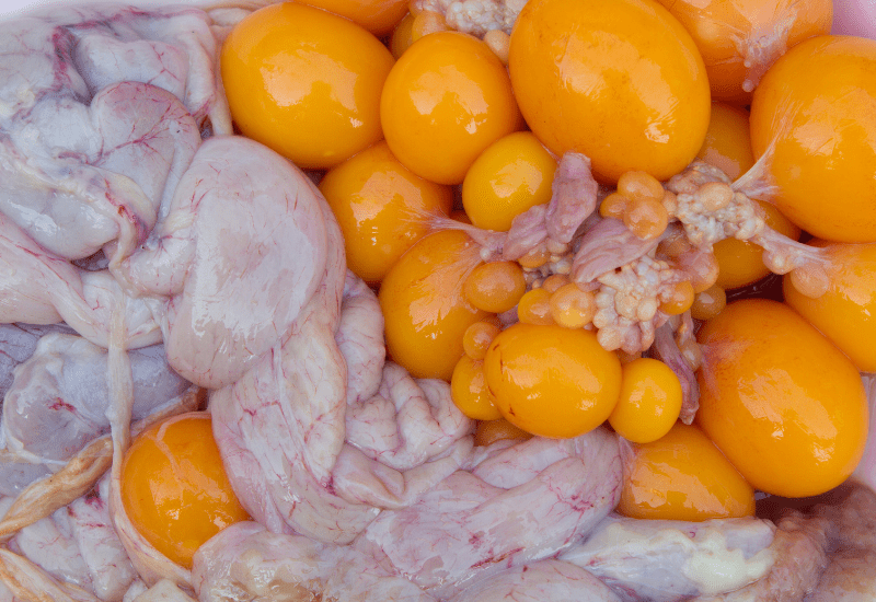How do chickens lay eggs:  here you can see the egg yolks developing