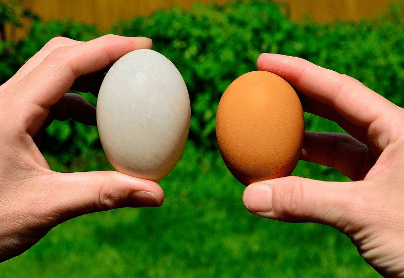 Does It Hurt Chickens To Lay Eggs