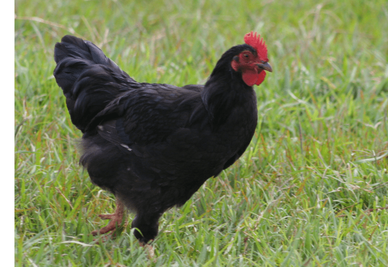 Jersey giant chickens